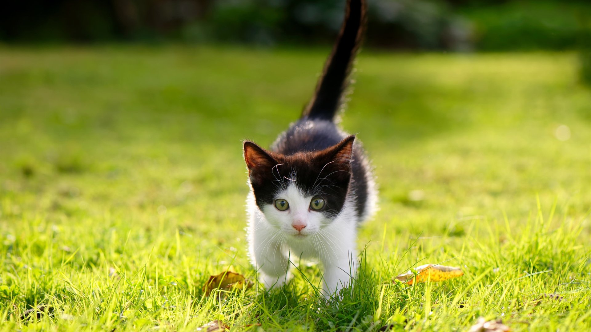 篮球公益活动拉动超 140 人参与社区环保行动,篮球公益活动方案