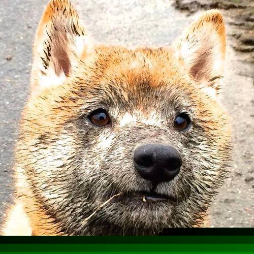 自由泳技术细节改进成效显著,自由泳要点经验总结