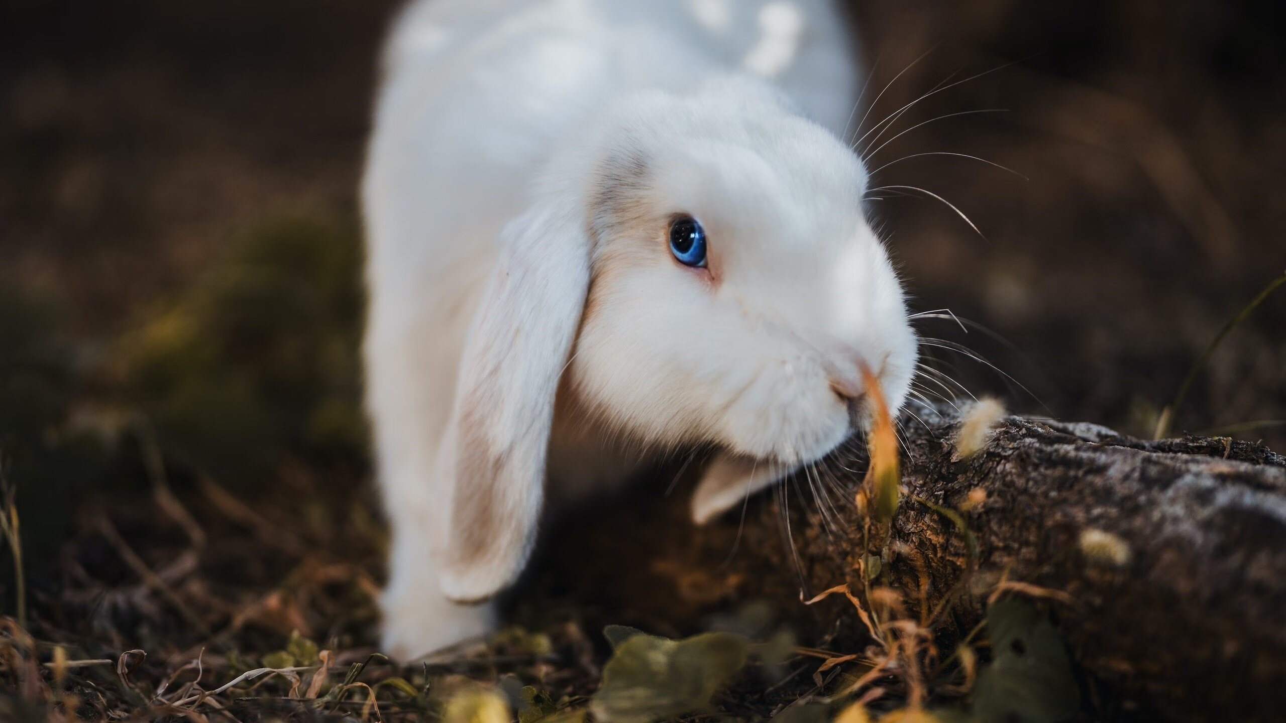 赛后图赫尔称赞球队精神力和执行力，图赫尔现在在哪儿教练