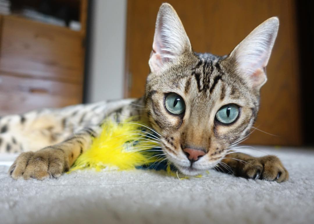 中国游泳队再夺两枚金牌，中国游泳队再夺两枚金牌是真的吗